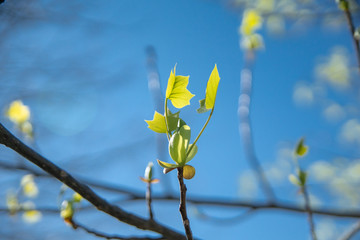 tree sprouting new leaves in early spring