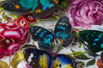 Obraz premium colorful butterflies on a black background