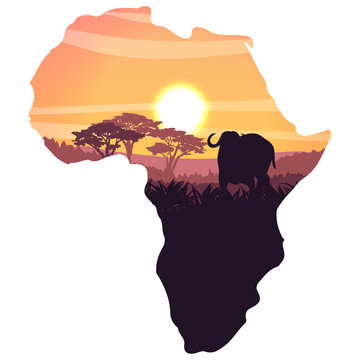 African black buffalo in the savannah. Grass and acacia trees. Realistic vector landscape landscapes in the form of a map of the continent of Africa. The nature of Africa. Silhouette