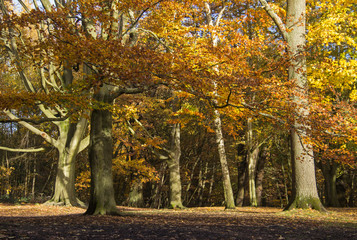 english beechwood in autumn