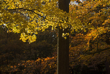 Obraz premium autumn leaves in sunshine