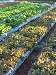 Organic vegetable cultivation garden