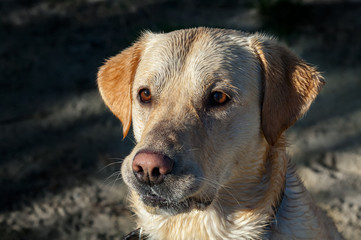 Wet young labrador dog close up.