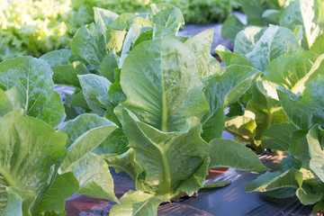 Naklejka premium Closeup of lettuce seedlings in garden