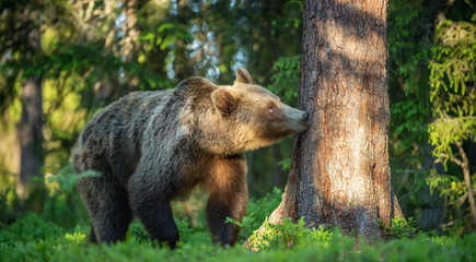 Brown Bear sniffs tree.  In the summer forest at sunny day. Green forest natural background. Scientific name: Ursus arctos.