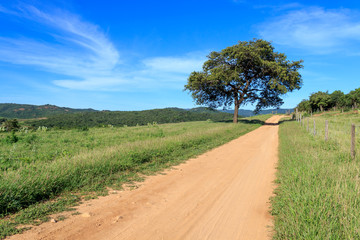 Paisage landscape tree