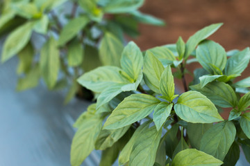 Fresh basil leaves