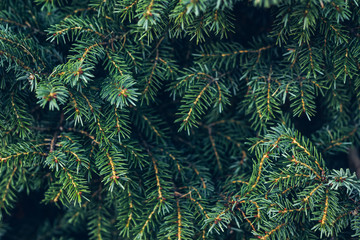 The beautiful natural pine branch covered with dew at the botanical garden