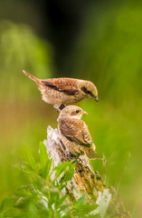 Little shrikes