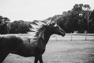 Black and White Horse 