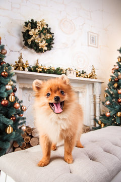 Small cute funny pomeranian dog sitting at sofa on Christmas tree background