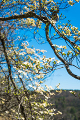 dogwood blossoms in early spring