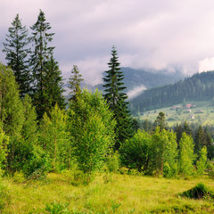 Slopes of mountains, coniferous trees and clouds in the evening sky. Location place Carpathian, Ukraine, Europe. Concept ecology protection. Explore the world's beauty.