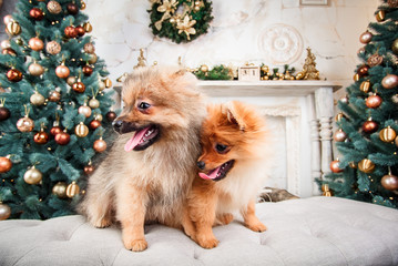 Small cute funny pomeranian dog sitting at sofa on Christmas tree background