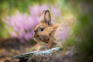 Little rabbit on the walk in the forest