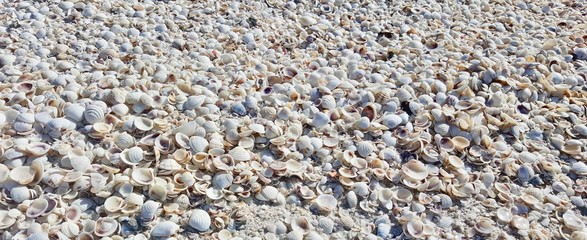 Muscheln am Strand