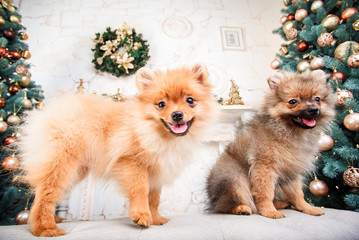 Small cute funny pomeranian dog sitting at sofa on Christmas tree background