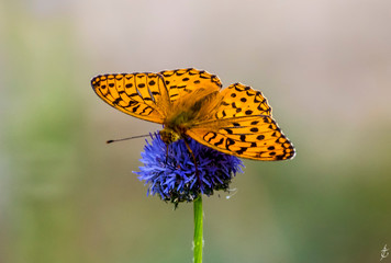 Boloria dia