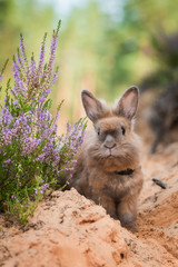 Little rabbit on the walk in the forest © Rita Kochmarjova
