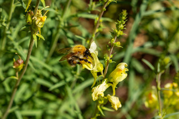 Hummel auf gelber Blüte