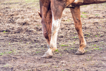 Closeup of brown horse by white wooden fence in farm dirt field paddock in soil landscape grazing on grass