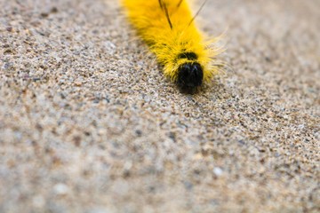 Bright yellow caterpillar