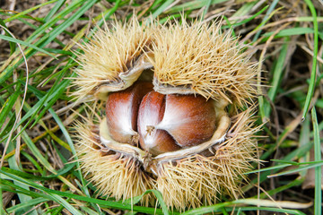 eine Kastanie liegt im Gras 