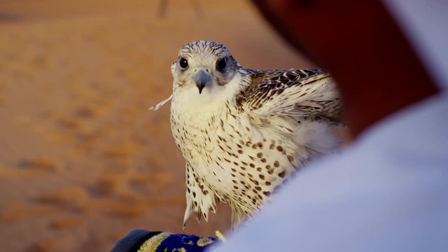 Tethered falcon on gloved wrist of male Arab owner 