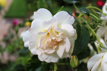 Parc du Thabor et sa roseraie - Rennes - Ile et Vilaine
