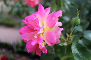 Parc du Thabor et sa roseraie - Rennes - Ile et Vilaine