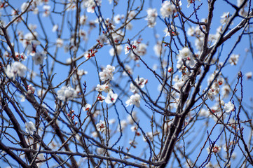 Sakura in spring in Beijing
