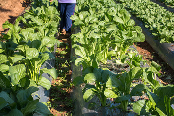 Organic vegetable cultivation garden
