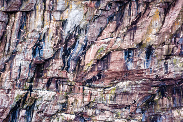 Flock of many gannet birds flying by Bonaventure island cliff in Perce, Gaspesie, Gaspe region of Quebec, Canada