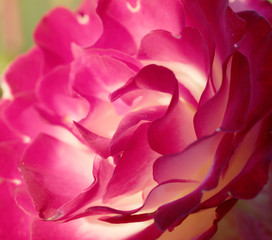 Closeup of a beautiful pink rose petals in shades of pink, red and white