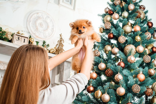 Cute girl is holding a little Pomeranian dog on Christmas background.