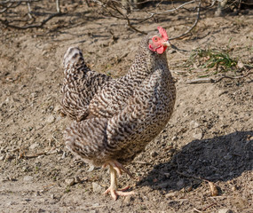 chicken in farm garden, Hühner auf dem Hof
