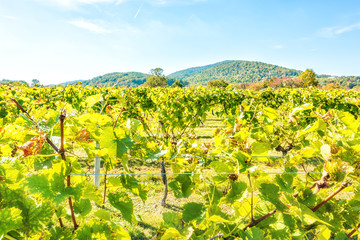 Fototapeta na wymiar Green vineyard rows during autumn, summer, fall in Virginia countryside with closeup of sunny bright leaves, mountain hills