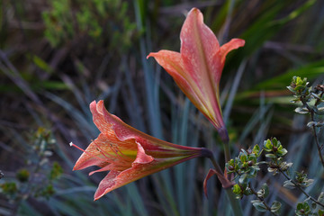 Flower Wild Wildlife Red Savage Plant Rose orange