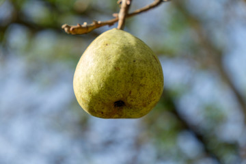 pear hanging on branch - close up