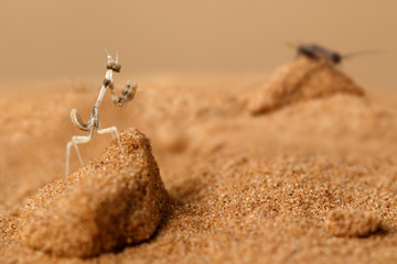 Closeup nymph of Empusa Pennicornis hunts on the sand in the desert at sunny day.