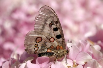 Parnassius apollo; Apollo Butterfly in the Swiss Alps