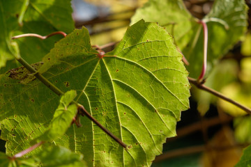 green grape leave detail at daylight