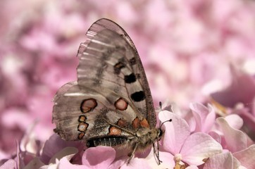 Parnassius apollo; Apollo Butterfly in the Swiss Alps