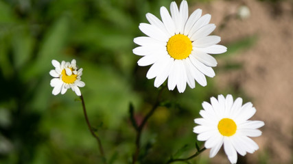 Chrysanthemum maximum_Daisy flower