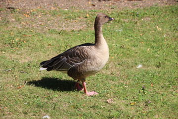 Ente