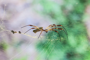 Golden web spider (Nephila maculata ) on web