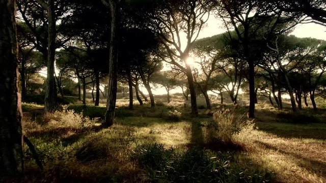 Between the grove