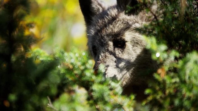 Powerful North American wolf in woodland wilderness