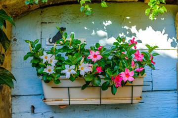 La porte décorée avec un pot de fleurs de mandévilla. Provence, France. - 233445780