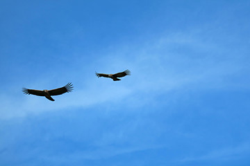 Pair of Andean Condor flying in the blue over Colca Canyon in Arequipa region, Peru, South America